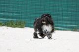 PETIT CHIEN LION 178